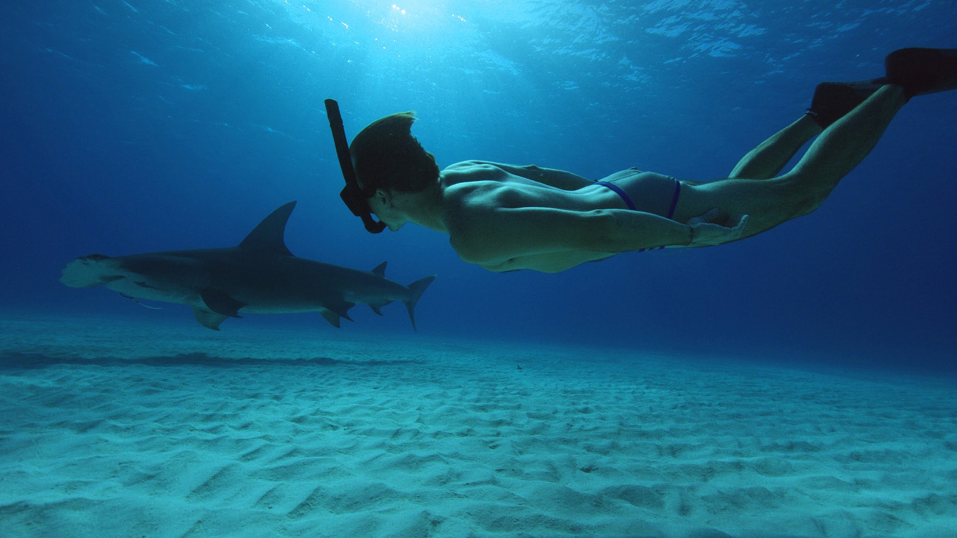 Still from Sharkwater