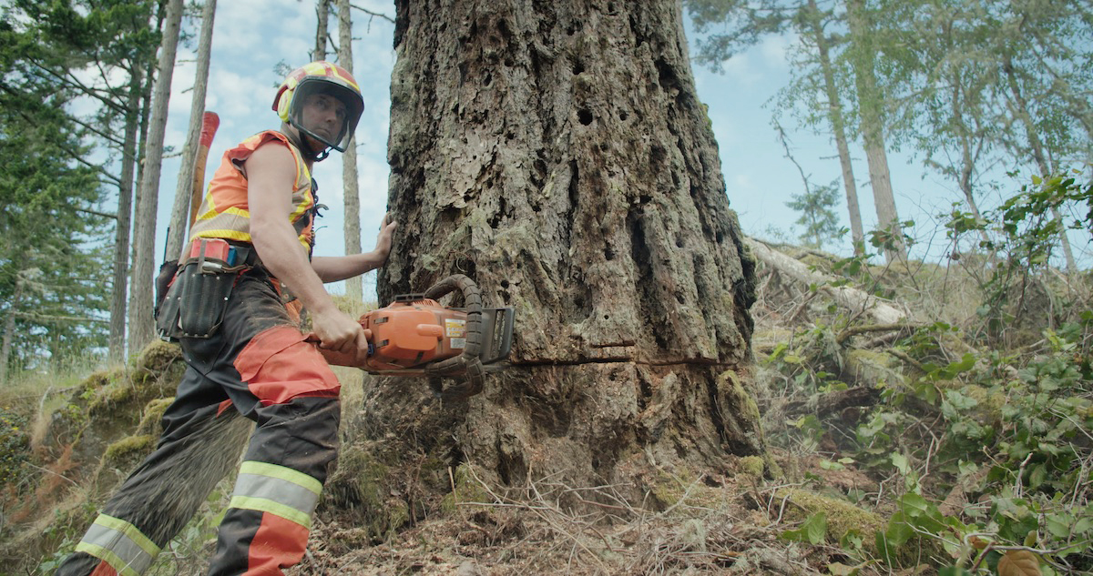 Faller harvesting a large fir tree on Vancouver Island, British Columbia.