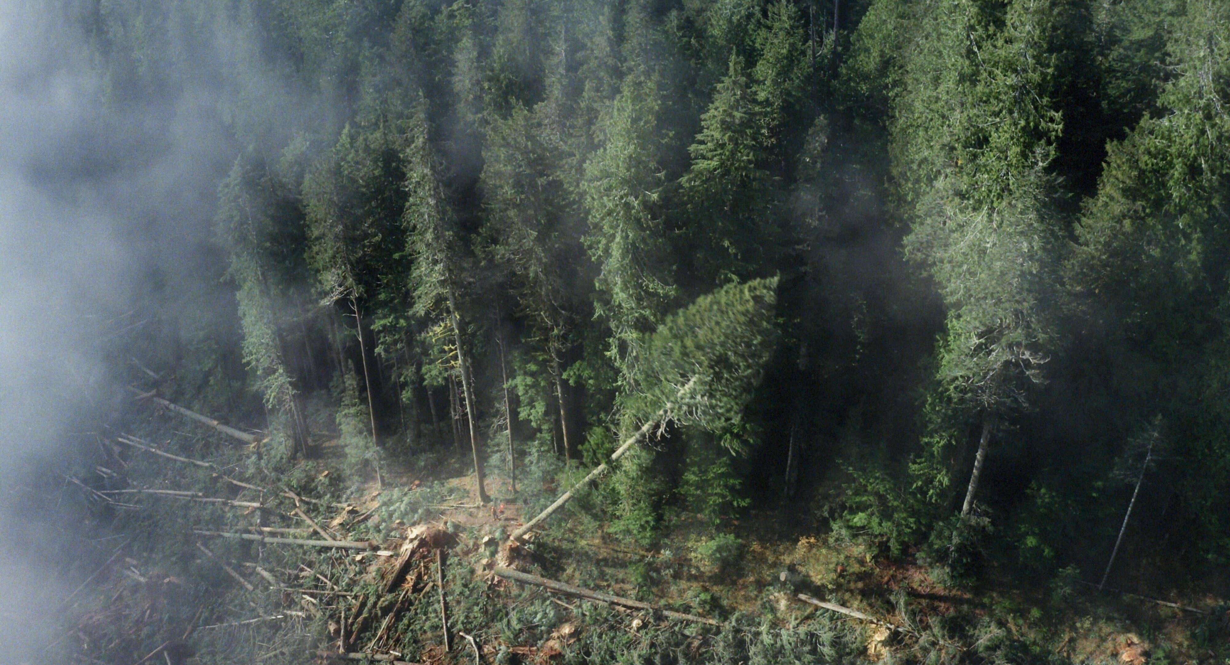 Still image from the film FAIRY CREEK
